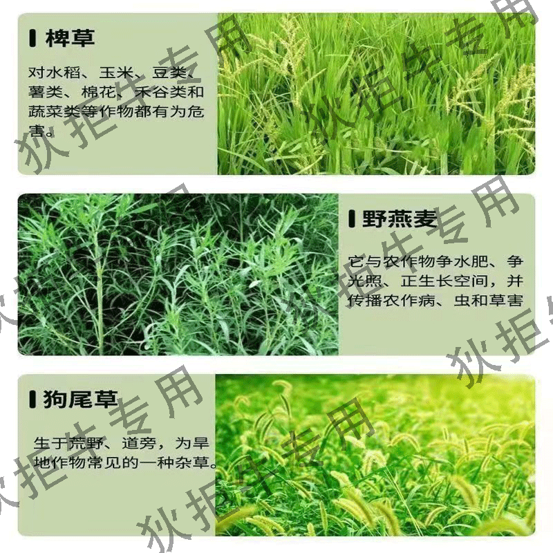 狄拒牛精草铵膦铵盐除草剂连根烂死果园荒地强力农药正品厂家直销