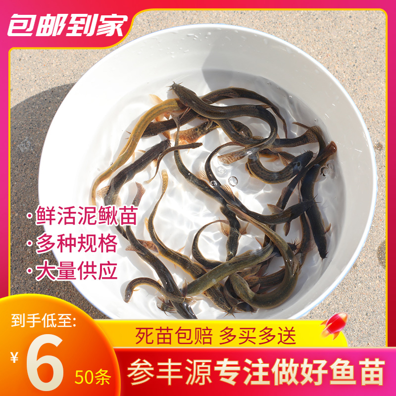 台湾泥鳅苗鲜活饵料龙鱼筏钓活体喂龟养殖专用小泥鳅苗饲料鱼苗 - 图1