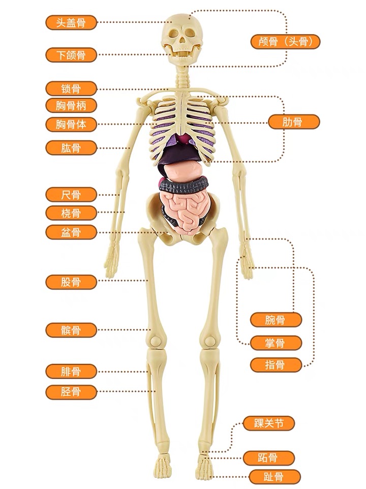 人体结构模型仿真解剖器官拼装儿童玩具3d骨骼内脏骨架医学可拆卸