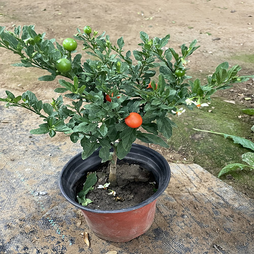 珊瑚豆珊瑚樱看樱桃盆栽冬珊瑚室内阳台吉庆果开花观果四季果植物 - 图1