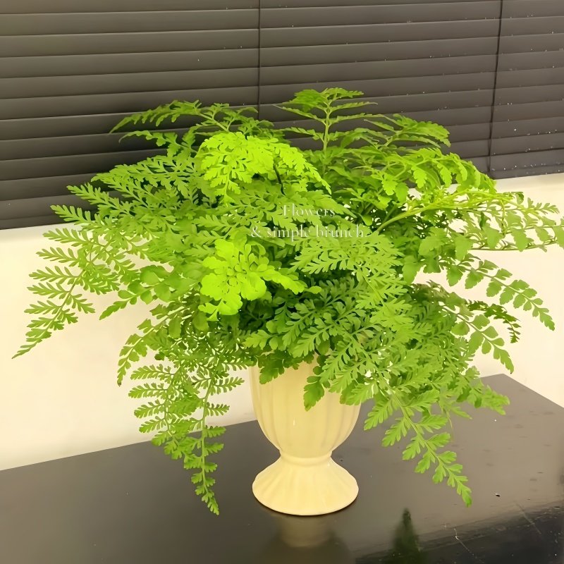 吉姆蕨盆栽网红蕨类植物办公室绿植室内欧洲蕨平安蕨宝石蕨铁线蕨,淘宝优惠券,粉丝福利购,淘宝优惠卷