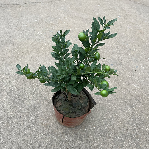 珊瑚豆珊瑚樱看樱桃盆栽冬珊瑚室内阳台吉庆果开花观果四季果植物 - 图3