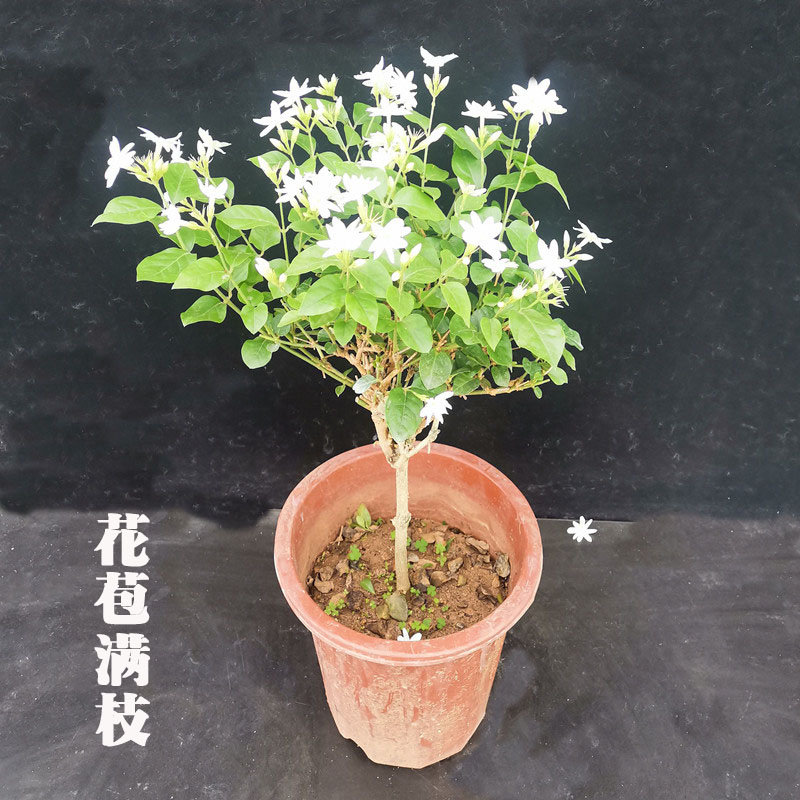 笔尖茉莉独杆单瓣茉莉花盆栽重瓣白茉莉室内植物花苗虎头茉莉好养 - 图2