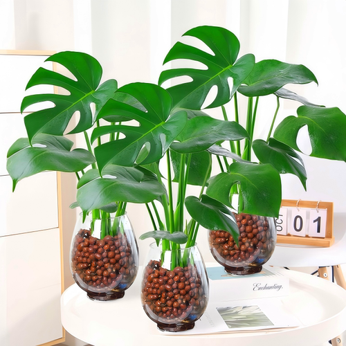 水培龟背竹绿植室内客厅装饰盆栽好养易活观叶植物室内客厅办公室 - 图2