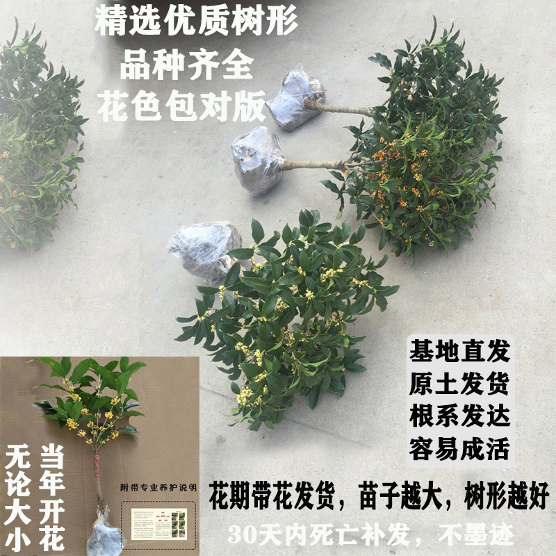 桂花盆栽树苗四季开花浓香植物嫁接金桂丹桂沉香桂四季桂阳台庭院 - 图1