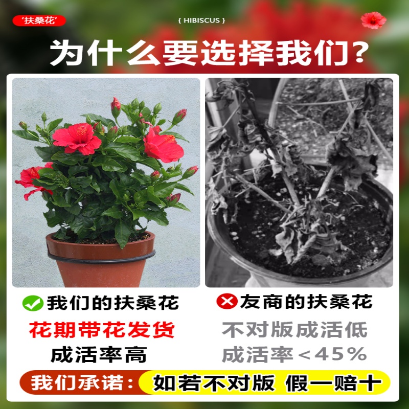 扶桑花盆栽重瓣树苗丹麦木槿花带花苞朱槿花室内阳台庭院四季花卉 - 图0