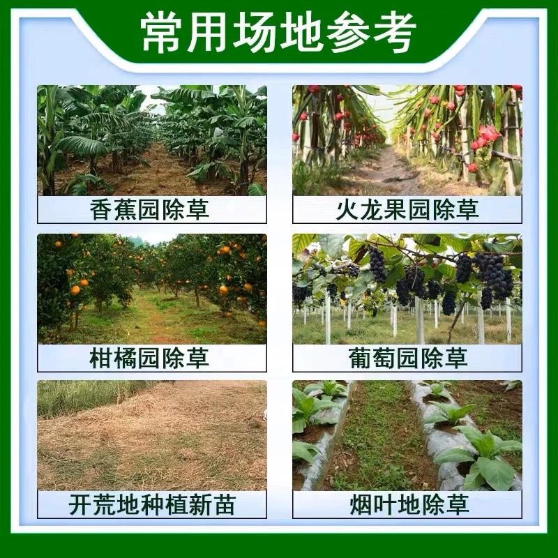 鹰德蓝精草铵磷铵盐正品强力除草烂根剂果园茶园田埂甘胺铵膦农药 - 图2