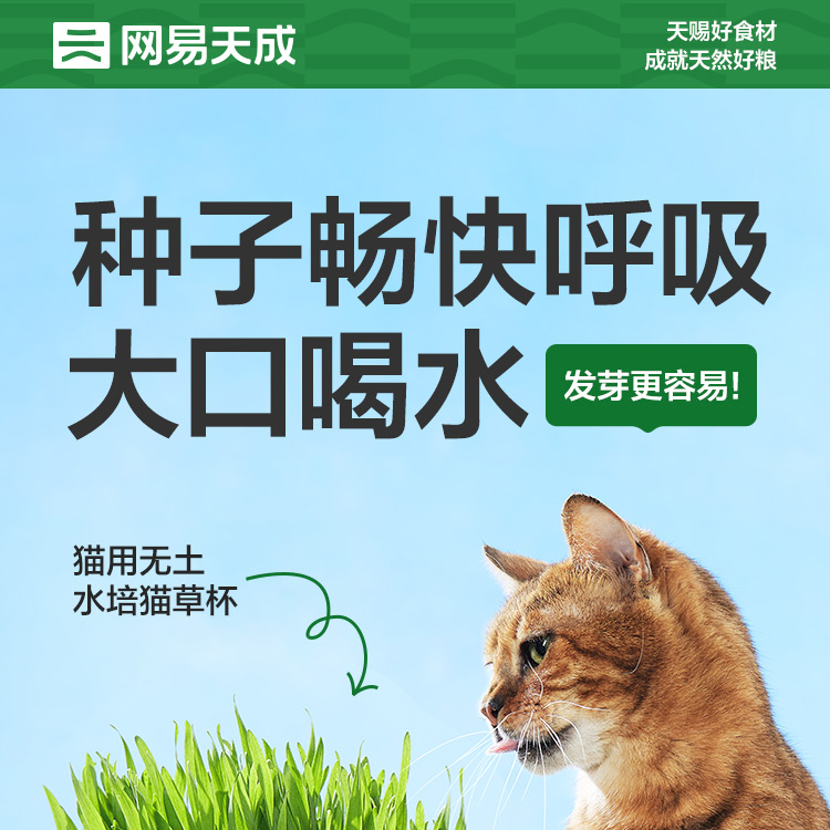 【百亿补贴】网易天成猫草无土水培猫草种子懒人幼猫成猫零食猫咪 - 图1