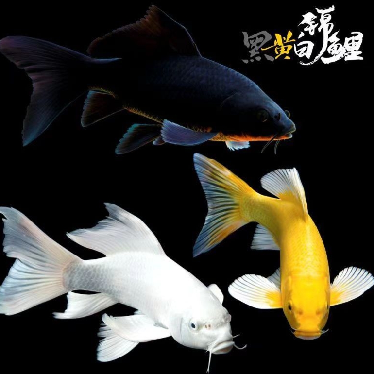 纯种耐寒白金锦鲤冷水观赏鱼易存活纯种锦鲤鱼苗鱼缸好养起运 - 图0