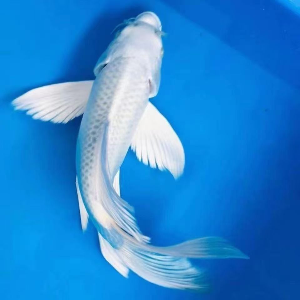 纯种耐寒白金锦鲤冷水观赏鱼易存活纯种锦鲤鱼苗鱼缸好养起运 - 图1