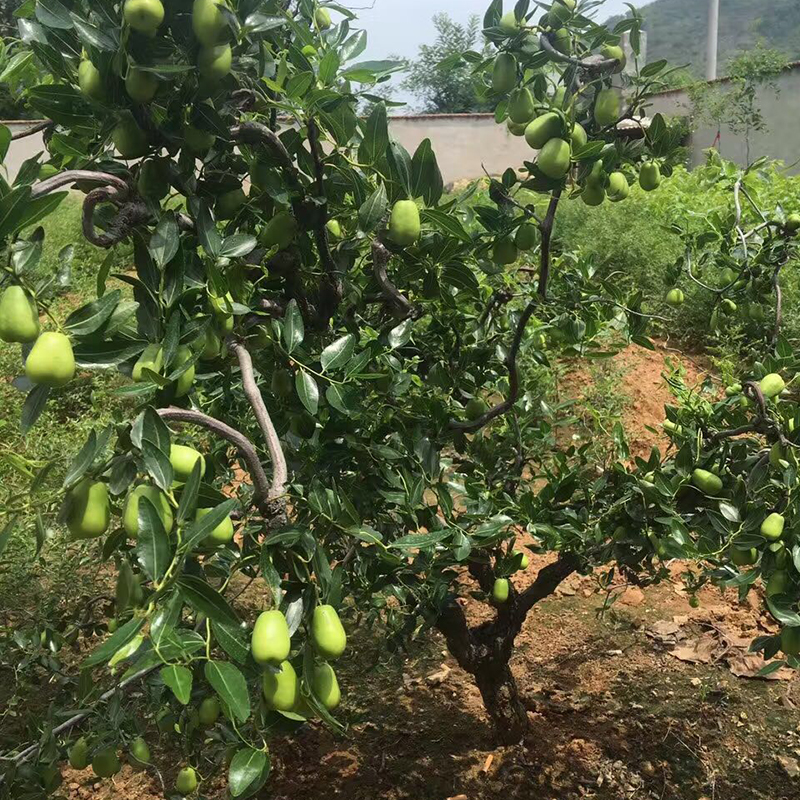 枣树活苗沾化冬枣特大盆栽地栽嫁接果树果苗南方北方种植当年结果-图0