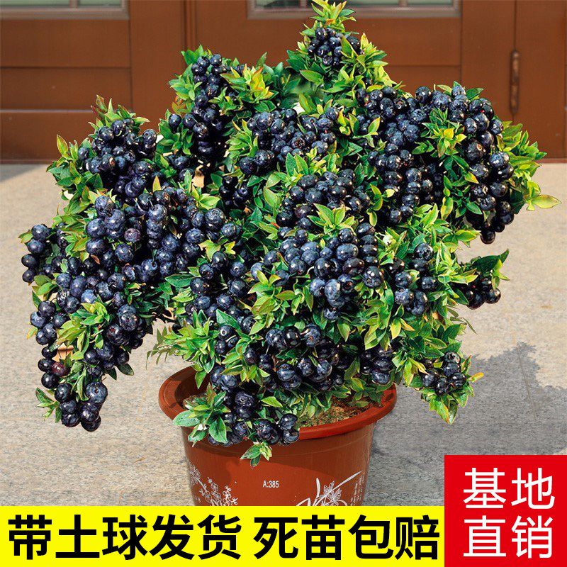 蓝莓树果苗带果蓝莓苗盆栽果树苗当年结果南北方种植兔眼特大阳台 - 图0