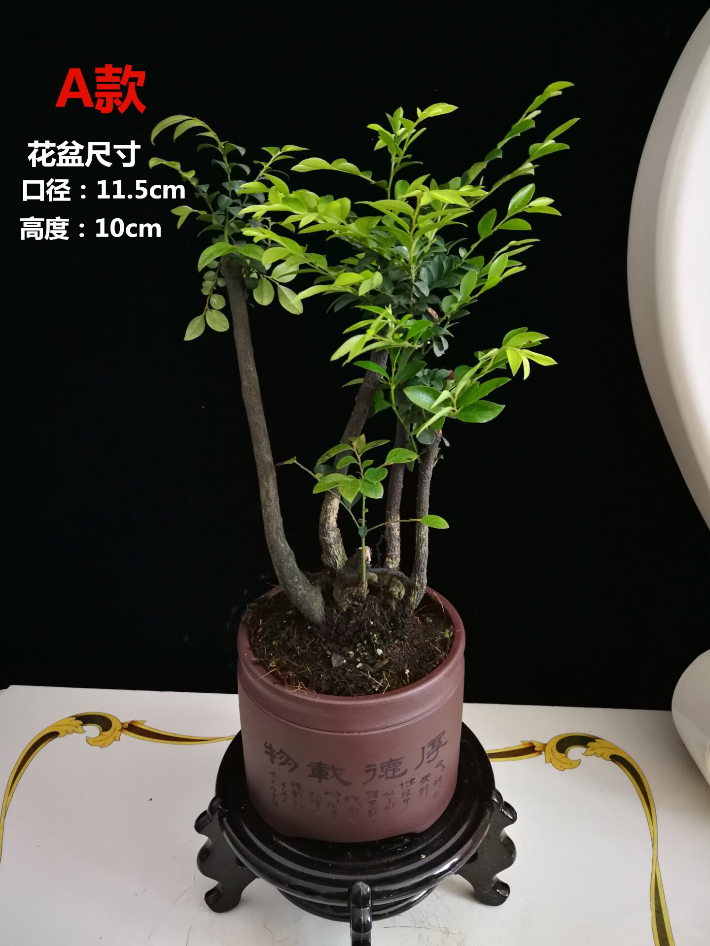 小叶紫檀树苗紫檀盆景四季常青植物观叶花卉盆栽四季好养盆景 - 图2