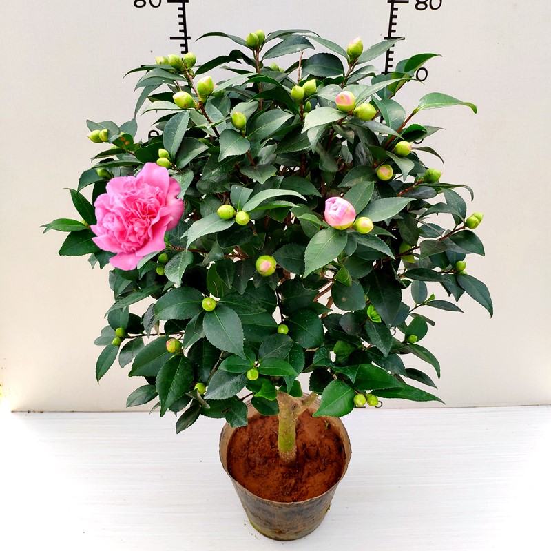 香妃茶花盆栽浓香型山茶花树苗室内庭院花卉好养大棵四季桂花 - 图2