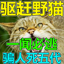 Exorcism Divine Instrumental Medicinal Powder Kills Stray Cat Wild Cat Dead Anti-Killing Powerful Long-term Driving Cat Rain Water Kstar Long Lasting
