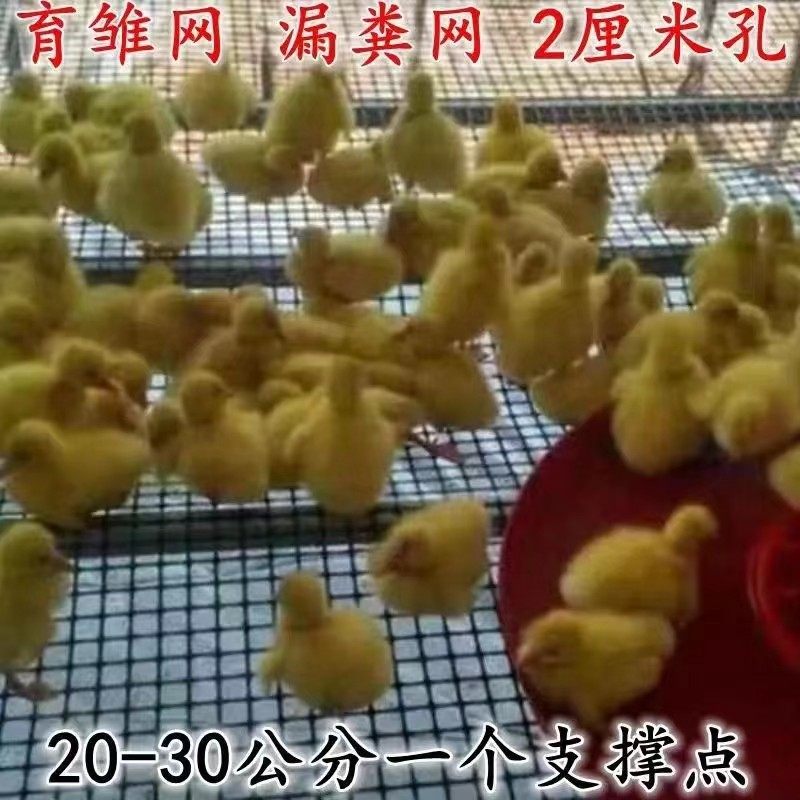 优质塑料网格两厘米小孔围栏网户外加密防护网养殖育雏护果防鸟网,淘宝优惠券,粉丝福利购,淘宝优惠卷