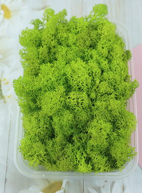 少杂质蓬松永生驯鹿苔藓地衣青苔手工微景观DIY仿真背景植物墙