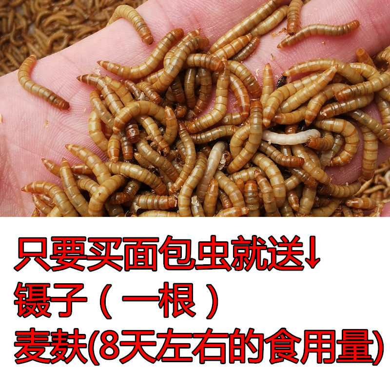 面包虫活虫 鲜活黄粉虫鹦鹉龙鱼乌龟鸟食仓鼠蜥蜴活体宠物饲料,淘宝优惠券,粉丝福利购,淘宝优惠卷