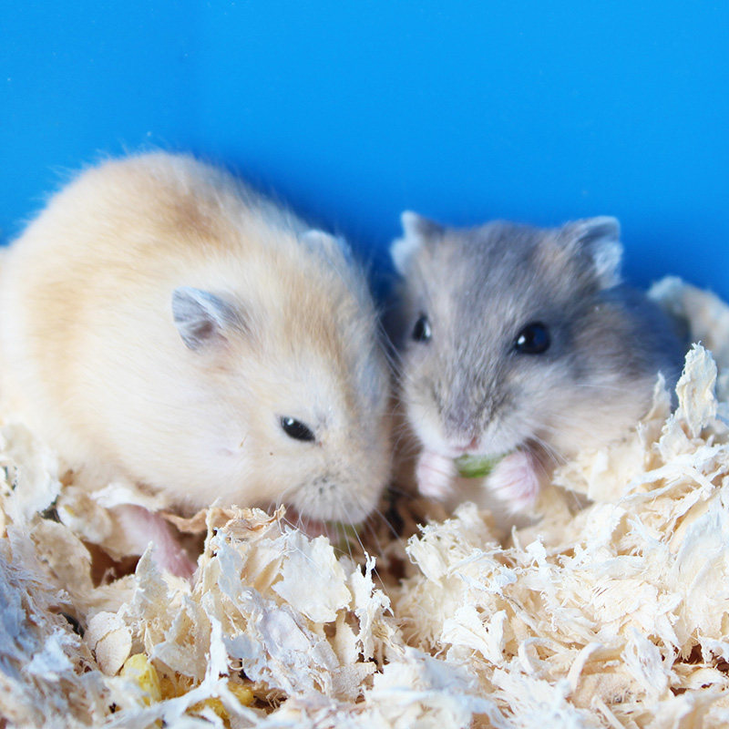 小宠物仓鼠活体布丁三线银狐紫仓宝宝一对老公公婆金丝熊奶茶送盒,淘宝优惠券,粉丝福利购,淘宝优惠卷