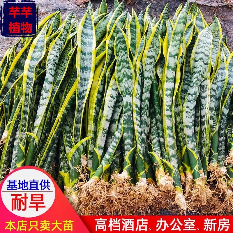 金边虎皮兰裸根绿植懒人好养易活植物大苗室内吸甲醛绿银脉虎尾兰