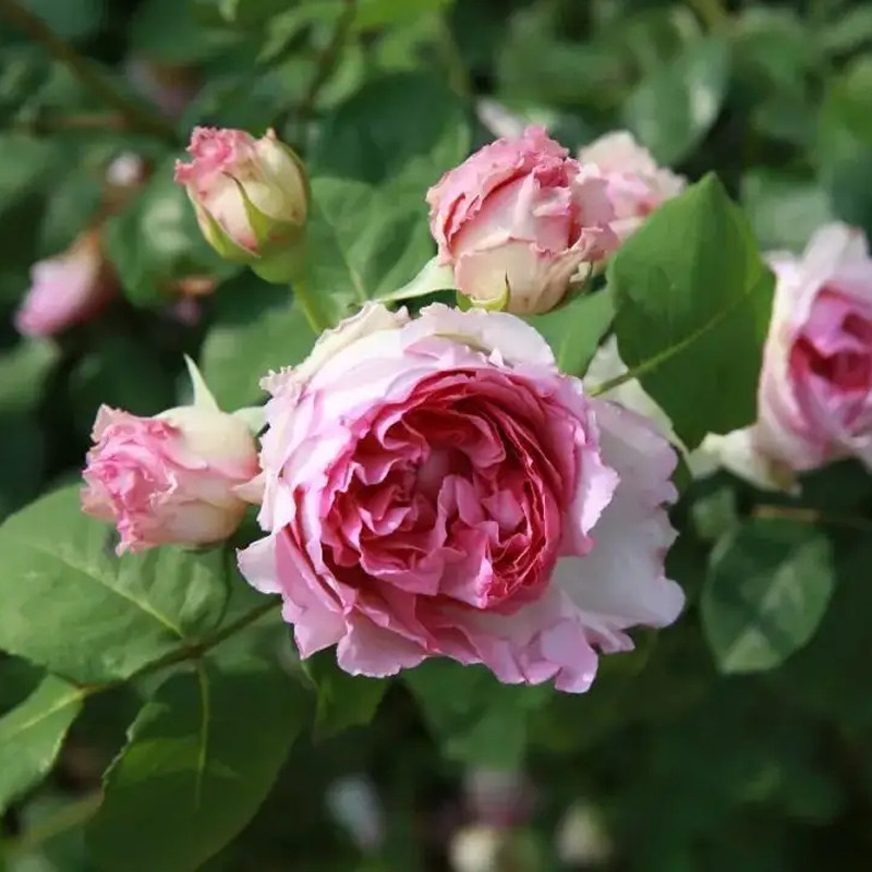 无刺爬藤蔷薇花罗衣浓香特大花多季开花藤本月季粉团庭院阳台花墙,淘宝优惠券,粉丝福利购,淘宝优惠卷