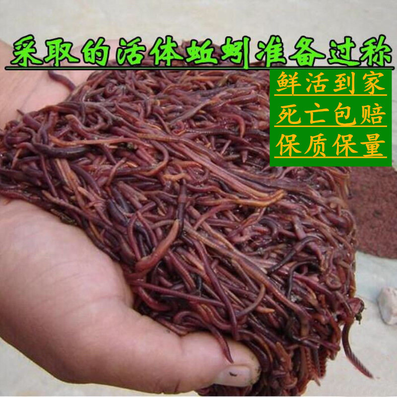 红蚯蚓活饵蚯蚓活体钓鱼盒装蚯蚓红蚯蚓鱼饵鲫鱼野钓饵料散装包活,淘宝优惠券,粉丝福利购,淘宝优惠卷