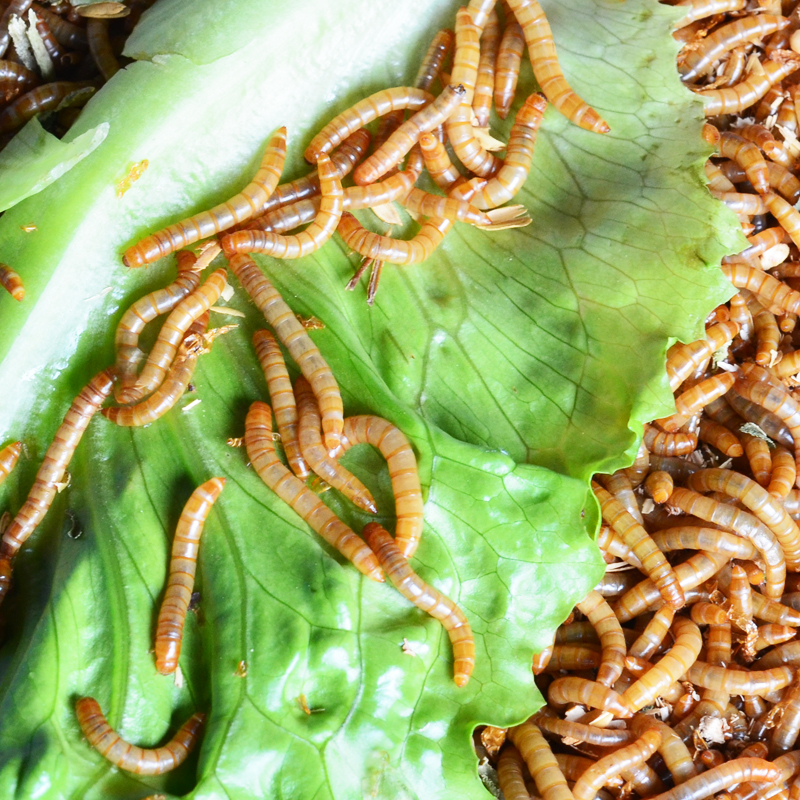 黄粉虫活虫面包虫活体大麦虫蜘蛛蜥蜴鸟银龙仓鼠零食乌龟守宫饲料 - 图0