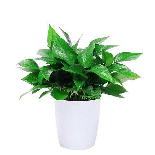 新房家用绿萝盆栽室内绿植花卉净化空气长藤大盆绿箩植物水培吊兰 - 图3