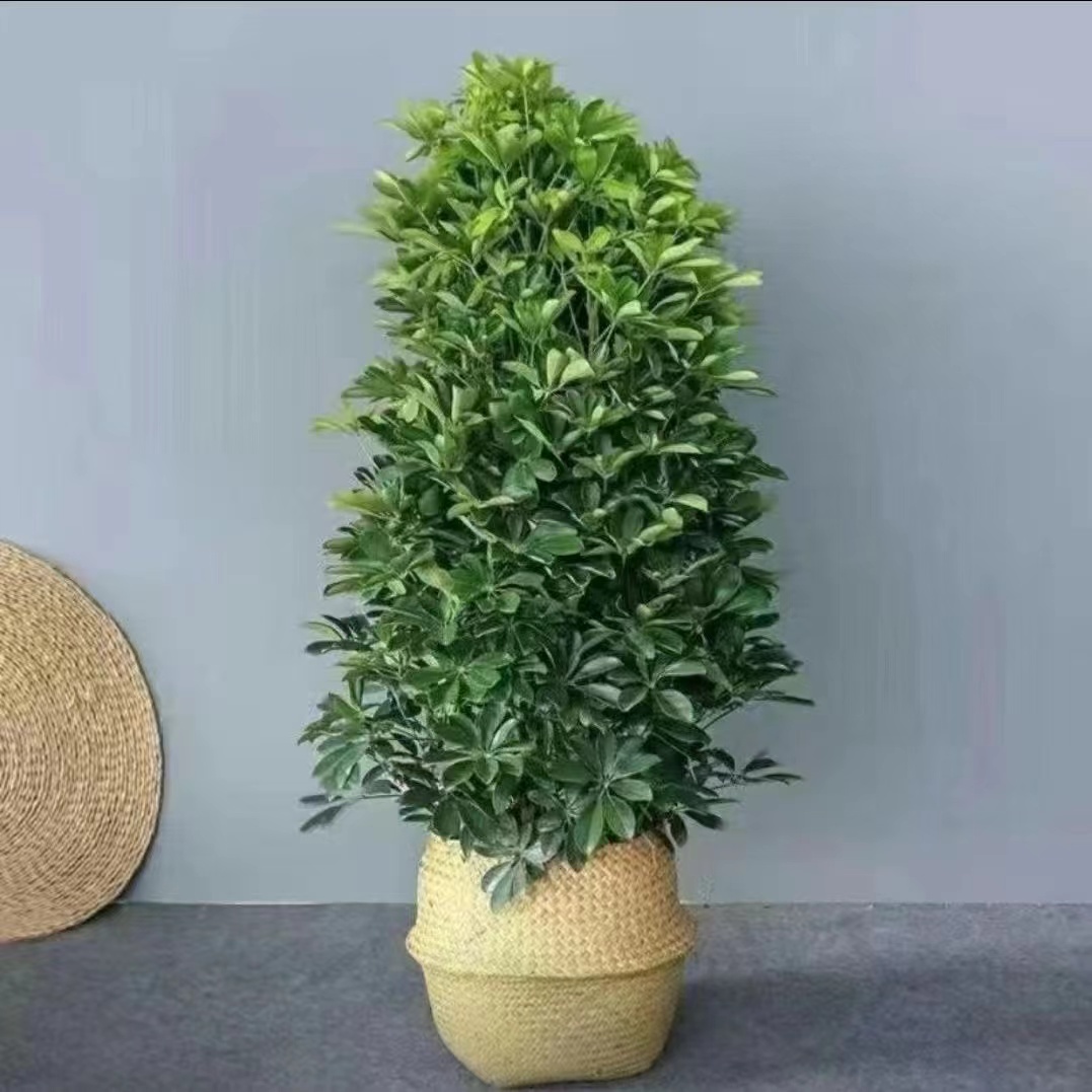 八方来财开业乔迁送礼大型室内盆栽植物吸甲醛净化空气客厅鸭脚木 - 图2