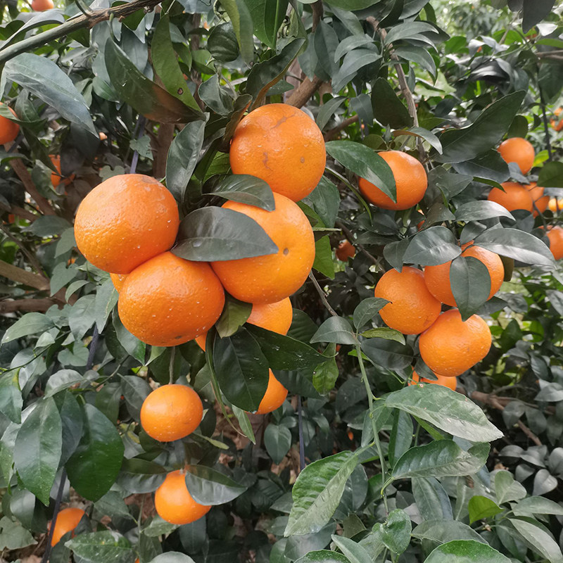 【芭芭农场兑换】沃柑3斤单果60-65mm 酸甜可口 花皮为正常,淘宝优惠券,粉丝福利购,淘宝优惠卷