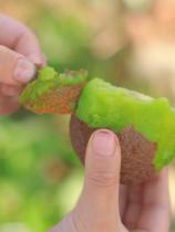 The trees hung up to November when Xu Xiangkiwi needs to be cooked up to be eaten