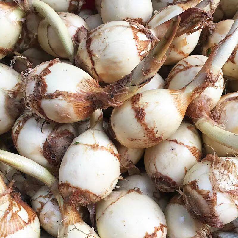  黄六爷生鲜其它