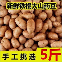 Yam White Jade Yam Beans Fresh Shandong Chat City China County Vegetables Special White Jade Yam Mountain Medicine Egg Yams Beans