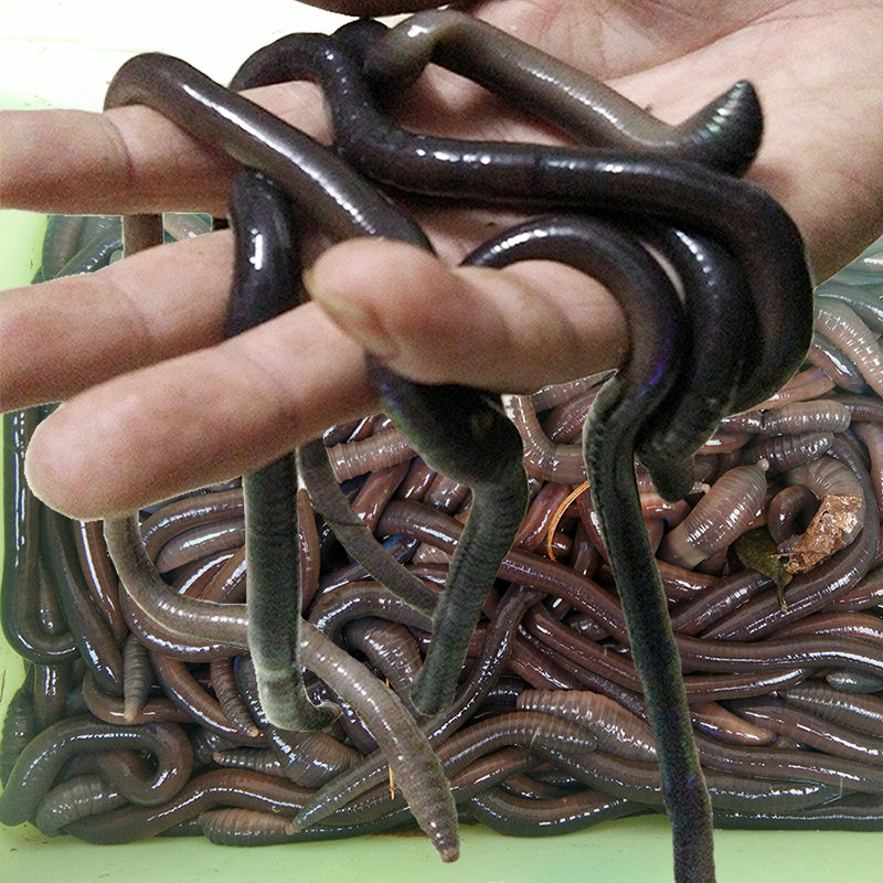 鲜活蚯蚓活体 松土养植物野生小号特大号黑蚯蚓野钓垂钓龟饵盒装