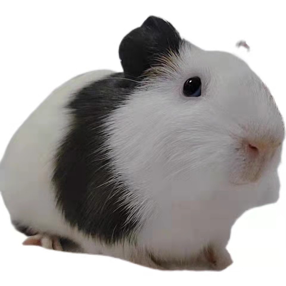 荷兰猪活体荷兰猪活物荷兰猪宠物豚鼠活体豚鼠活物荷兰兔活体幼崽,淘宝优惠券,粉丝福利购,淘宝优惠卷