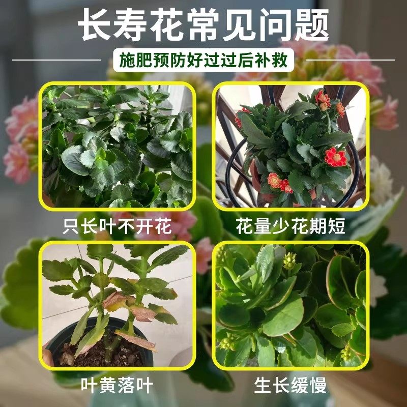 长寿花专用肥料不开花专用花肥阳台养花长寿花催花促花专用营养液,淘宝优惠券,粉丝福利购,淘宝优惠卷