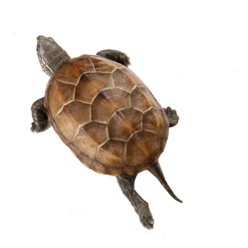 中华草龟小乌龟活体外塘宠物长寿龟水龟金线龟活物龟小观赏宠物龟,淘宝优惠券,粉丝福利购,淘宝优惠卷