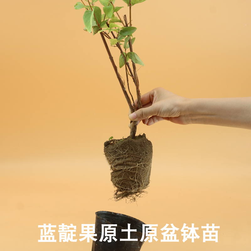 蓝靛果羊奶子山茄子苗葡萄树苖蓝莓树苗南北方阳台水果种植盆栽,淘宝优惠券,粉丝福利购,淘宝优惠卷