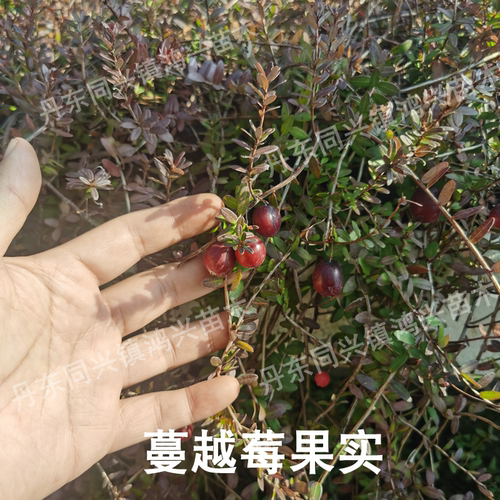 蔓越莓苗陆地盆栽蔓越橘鹤莓苗耐寒植物酸果蔓小红莓南方北方结果 - 图0