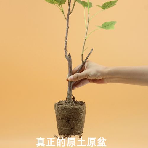 红加仑果树苗红豆苗红醋栗苗红灯笼果苗南北方种植结果红茶藨子 - 图1