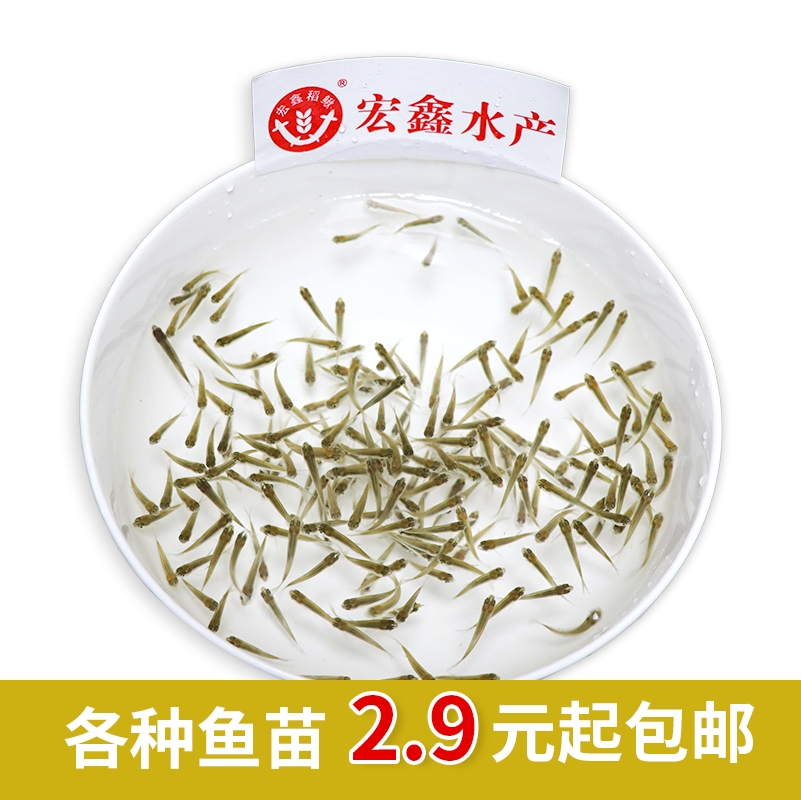 麦穗鱼活鱼喂乌龟吃的饵料六角恐龙蝾螈鳄角蛙宠物食用小杂鱼苗仔-图0