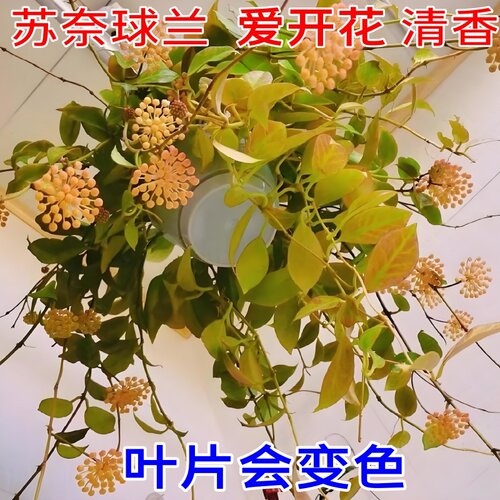 苏奈球兰勤花四季室内阳台花卉绿植垂吊悬挂植物吊兰盆栽板植苏耐 - 图0