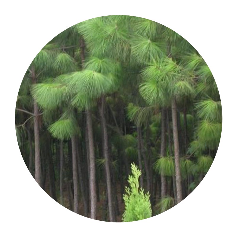 新采马尾松种子 松树种子 枞树 青松种子 林木树种马尾松种子 - 图3