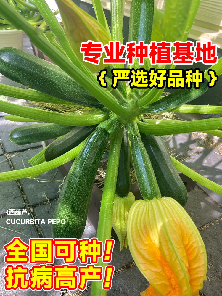 高产西葫芦种孑蔬菜苗子大全四季香蕉水果瓜秧阳台种植盆栽黄瓜青 - 图1