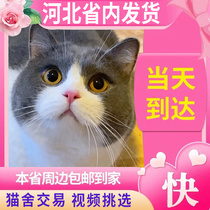 Pure breed blue and white English short cat living English short blue cat infant cat short foot cat folded ear small cat living things pet kitty cub