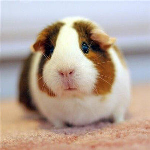 自家繁殖宠物荷兰猪活体荷兰鼠活体豚鼠活物宝天竺鼠运输包活健康,淘宝优惠券,粉丝福利购,淘宝优惠卷