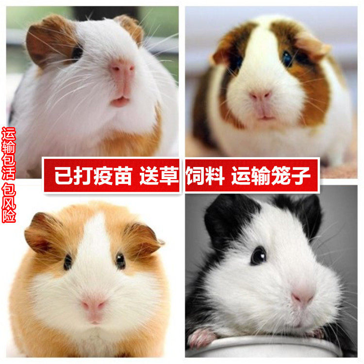 自家繁殖宠物荷兰猪活体荷兰鼠活体豚鼠活物宝天竺鼠运输包活健康,淘宝优惠券,粉丝福利购,淘宝优惠卷