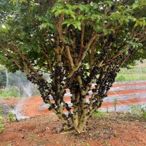 Taiwans Sabah Carabao fruit tree Miao results tree grape Miao evergreen potted plant planted