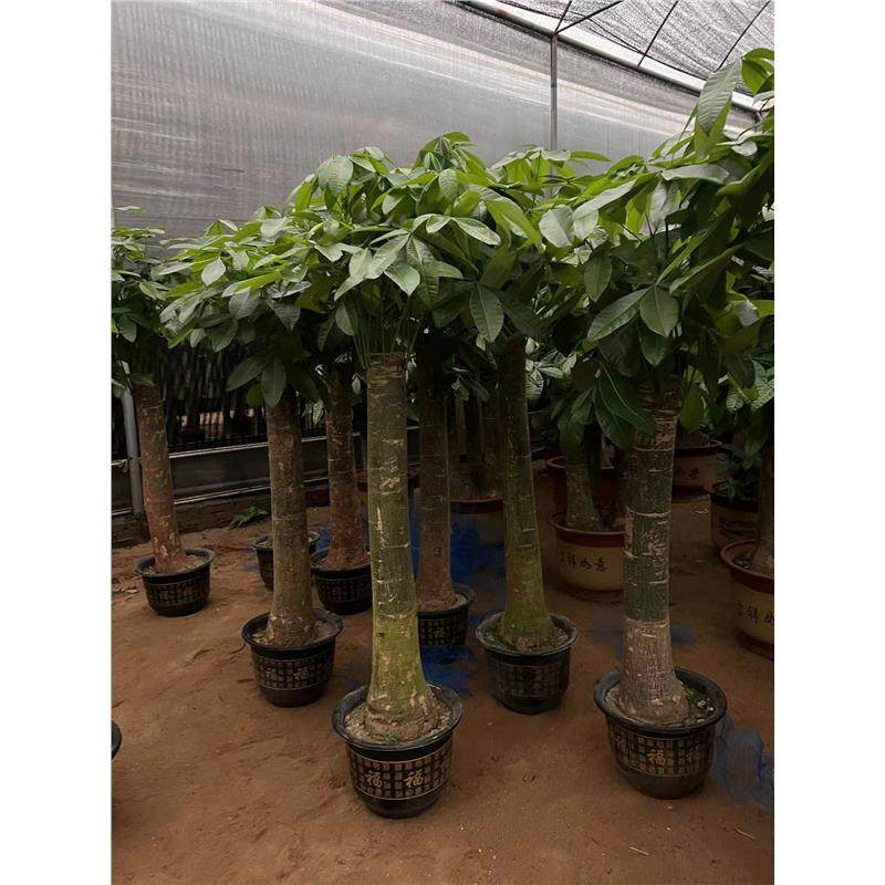 大粗杆发财树盆栽室内客厅办公室开业乔迁招财大独杆老庄室内绿植,淘宝优惠券,粉丝福利购,淘宝优惠卷