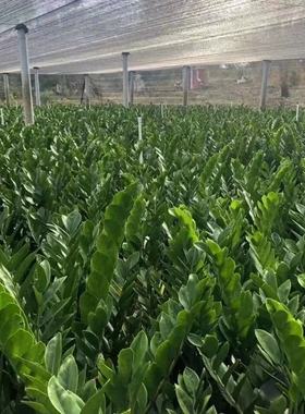 金钱树大棵盆栽发财树大叶金钱树客厅大盆大号四季常青钱串子